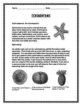 Preview of Biodiversity: Echinoderms Overview Notes and Crossword Puzzle