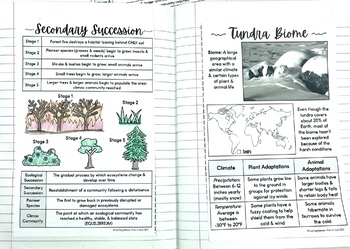 Biodiversity Graphic Organizer by Madison Winters