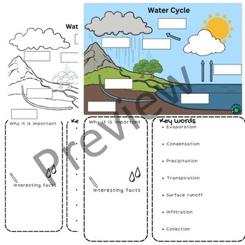 Biogeochemical Cycles-Water Cycle Doodle Notes and Worksheets by ...