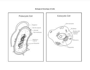 Biological Drawing of Prokaryotic & Eukaryotic Cells by Jodi's Jewels