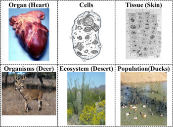 Preview of Biological Hierarchy: Levels of Hierarchical Organization Cut-Out Cards