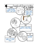 Biological Levels Of Organization Doodle Notes