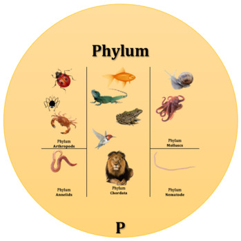 Preview of Biological Taxonomy Flip Cards & Handout