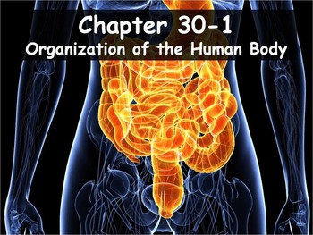 Preview of Biology - 30.1 (Part 1) Organization of the Human Body PPT and Guided Notes