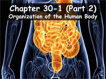 Preview of Biology - 30.1 (Part 2) Organization of the Human Body PPT and Guided Notes