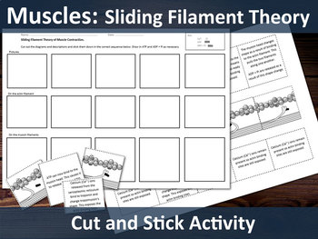 Preview of Biology A Level - Muscles - Sliding Filament Theory Cut & Stick Activity