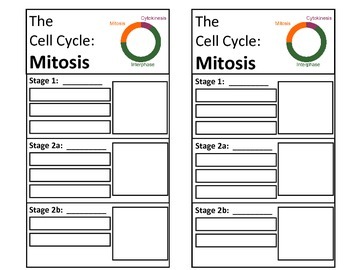 mitosis simulation activity flip book