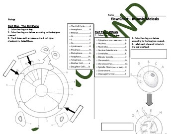 Biology Activity: Mitosis and Meiosis Flow Chart by Science Land