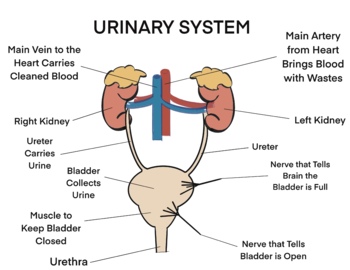 Preview of Biology Anatomy - Urinary System