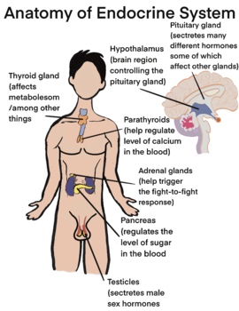 Preview of Biology - Anatomy of Endocrine System (Male)