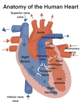 Preview of Biology - Anatomy of Human Heart