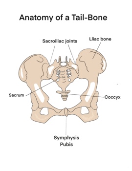 Preview of Biology - Anatomy of Human Tail Bone