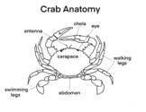 Biology - Anatomy of a Crab