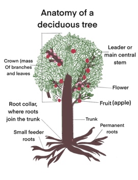 Preview of Biology - Anatomy of a Deciduous Tree