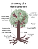 Biology - Anatomy of a Deciduous Tree