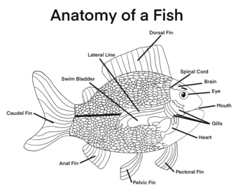 Preview of Biology - Anatomy of a Fish