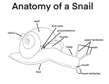 Biology - Anatomy of a Snail by Jeannie Teacher | TPT