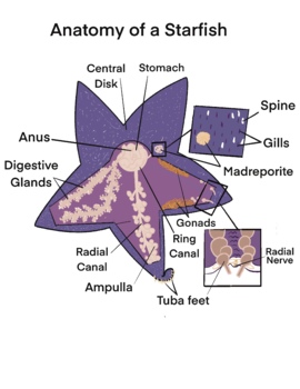 Preview of Biology - Anatomy of a Starfish