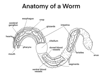 Preview of Biology - Anatomy of a Worm