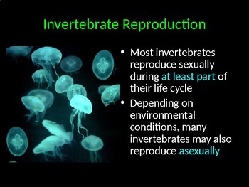 Preview of Biology: Animal Reproduction, Nutrient Absorption, and Regulation PowerPoint!