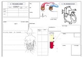 Biology Body Systems Review - Placemat Review