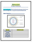 Biology Bundle - All About Viruses