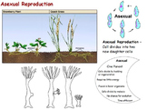 Cell Reproduction - Cell Cycle; Sexual and Asexual w/ worksheet