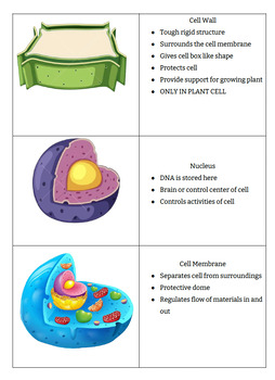 Preview of Biology: Cells and the Immune System Ultimate Review/ Study Package