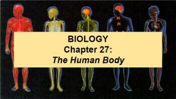 Preview of Biology Ch 27 The Human Body Google Doc Guided Notes & Slides