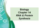 Biology Ch 14 RNA & Protein Synthesis MS Word Guided Notes