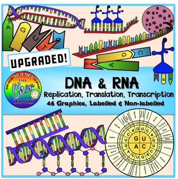 Preview of DNA and RNA Clipart