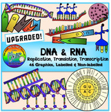 DNA and RNA Clipart