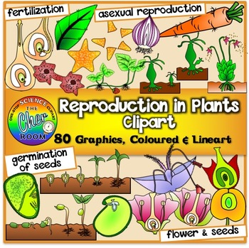 Preview of Reproduction in Plants Clipart