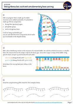 Biology Complementary Base Pairing Worksheet Year 9 10 11 And 12