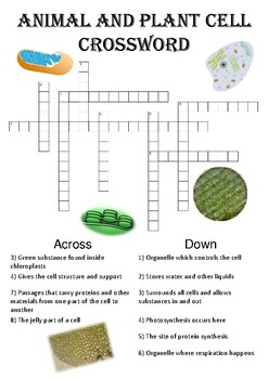 Plant Crossword Puzzle Teaching Resources | TPT