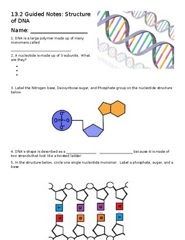 Preview of Biology DNA Structure and Replication Guided Notes