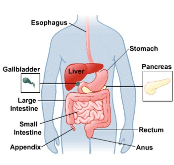 digestive system anatomy model labeled