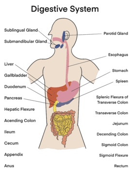 Preview of Biology- Digestive System in Humans - Urinary System