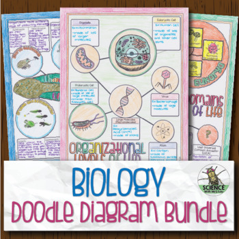 Preview of Biology Doodle Diagram Notes Bundle