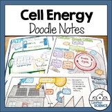 Biology Doodle Notes - Photosynthesis and Cellular Respira
