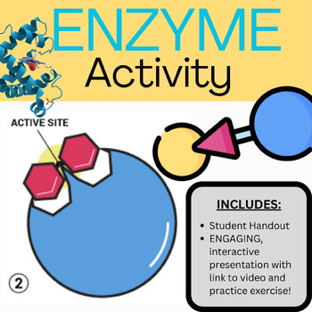 Preview of Biology ENZYMES Interactive Activity | Video Lesson + Printables