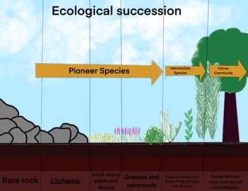 Preview of Biology - Ecological Succession