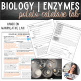 Biology | Enzyme Introduction - Potato Catalase Lab - EDITABLE