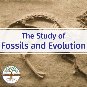 Preview of The Study Of Fossils And Evolution - Biology Worksheet (Google, PDF, Print)