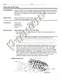 Biology - Frog Dissection Packet with Answer Key