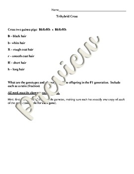 Preview of Biology - Genetics - Trihybrid Cross with Answer Key