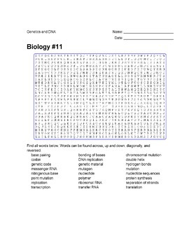 Dna Replication And Protein Synthesis Word Search Proteinwalls