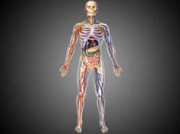 Biology: Human Anatomy Diagrams Bundle by Science Land | TpT