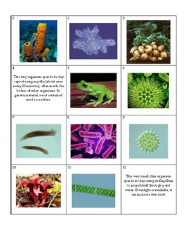 Biology Kingdom Classification Card Sort by Regina ListGrace | TpT