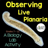 Phylum Platyhelminthes Flatworms Live Planaria Lab